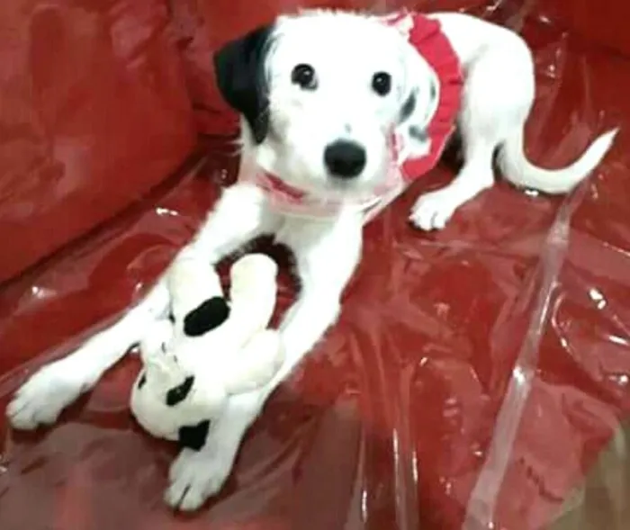 Cachorro ra a  idade 7 a 11 meses nome Pérola 