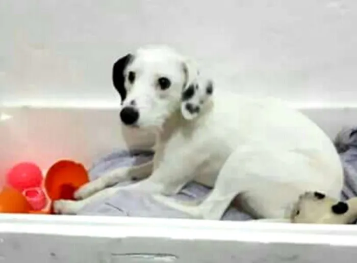 Cachorro ra a  idade 7 a 11 meses nome Pérola 