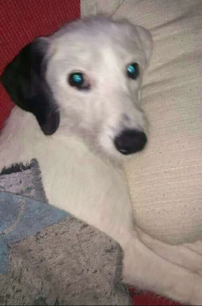 Cachorro ra a  idade 7 a 11 meses nome Pérola 