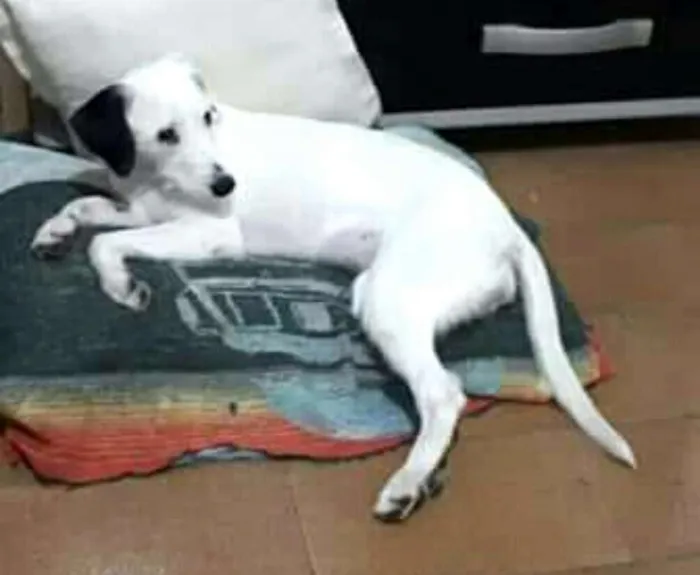 Cachorro ra a  idade 7 a 11 meses nome Pérola 