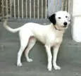 Pérola 