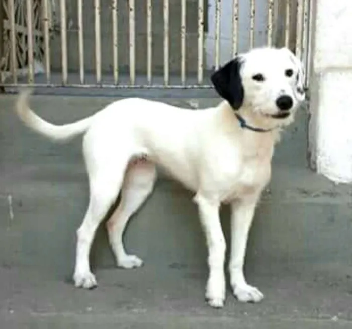 Cachorro ra a  idade 7 a 11 meses nome Pérola 