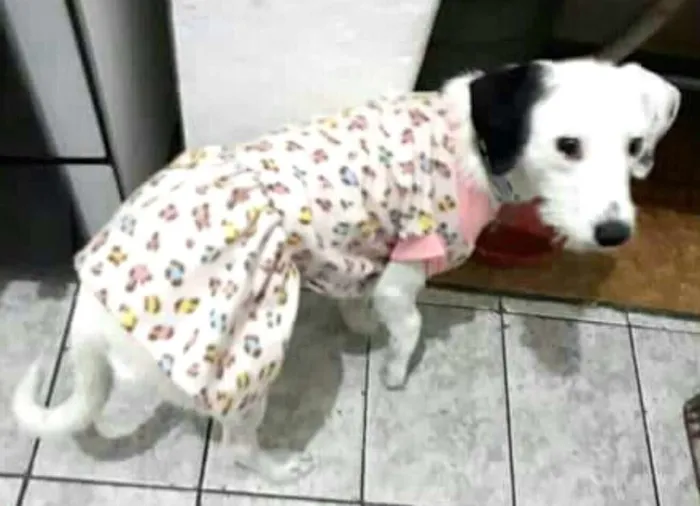 Cachorro ra a  idade 7 a 11 meses nome Pérola 