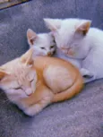 Max, Jhon e Snobell
