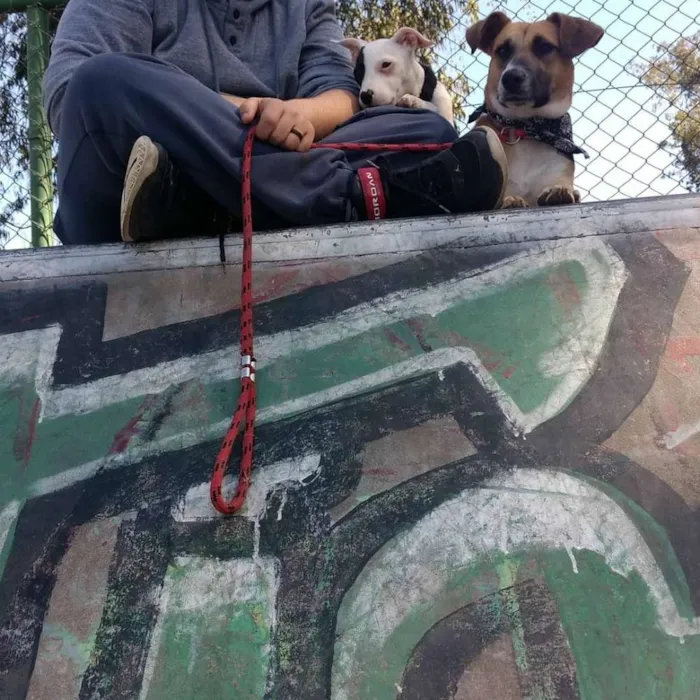 Cachorro ra a Srd idade 7 a 11 meses nome Lala