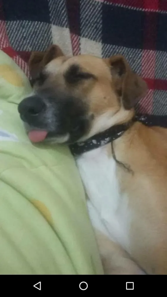 Cachorro ra a Srd idade 7 a 11 meses nome Lala