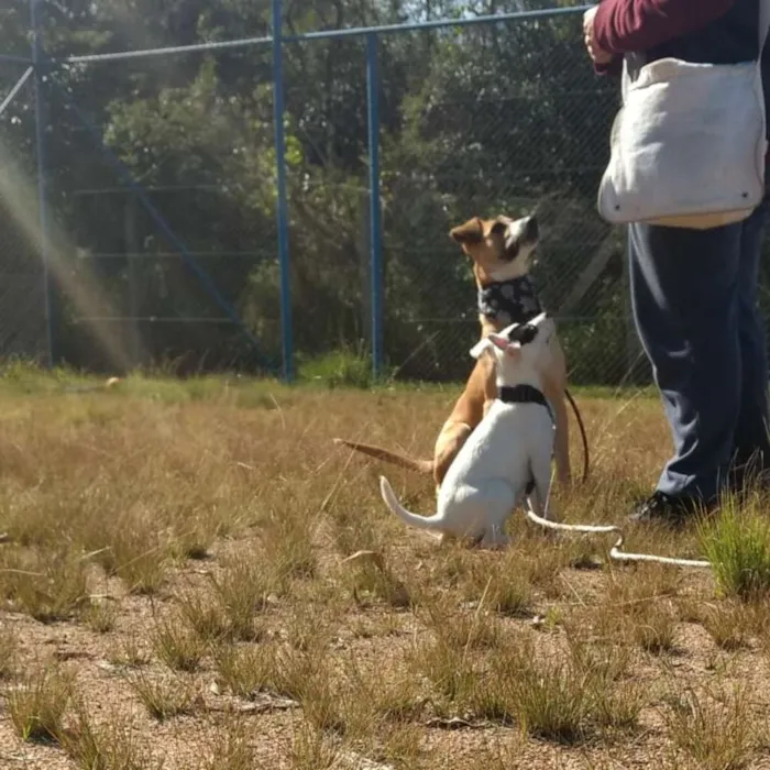 Cachorro ra a Srd idade 7 a 11 meses nome Lala