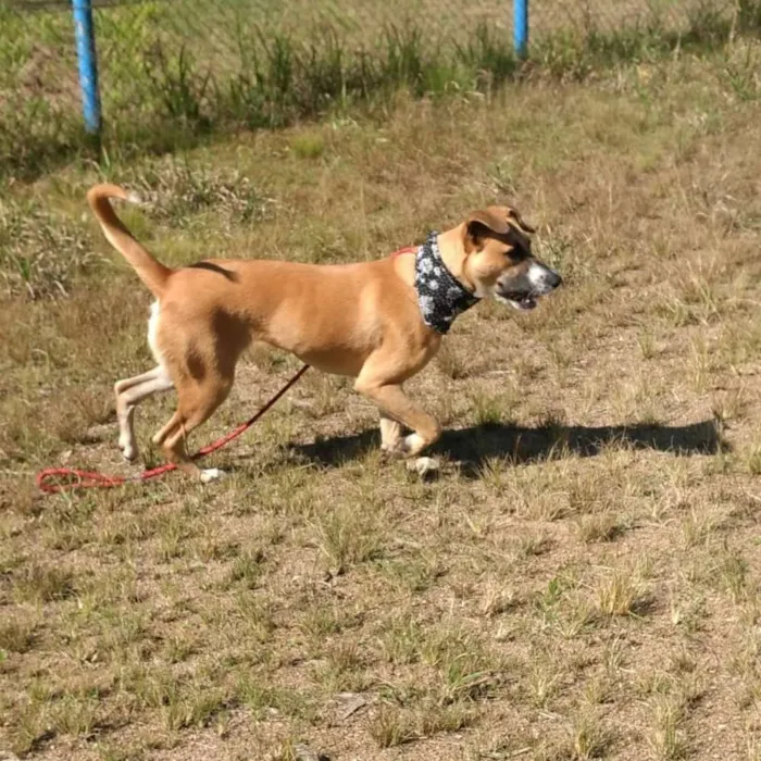 Cachorro ra a Srd idade 7 a 11 meses nome Lala