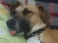 Lala
