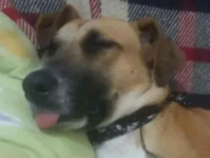 Cachorro raça Srd idade 7 a 11 meses nome Lala