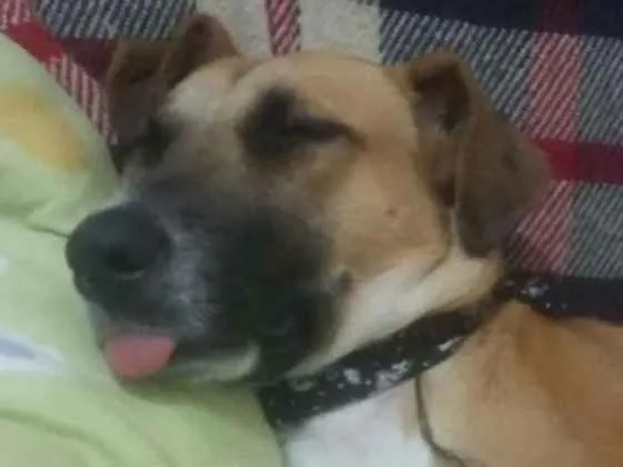 Cachorro ra a Srd idade 7 a 11 meses nome Lala