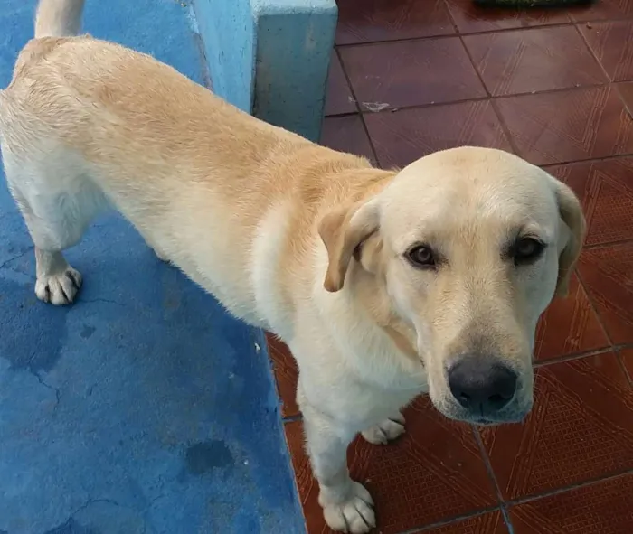 Cachorro ra a Labrador. Viralata idade 1 ano nome Marley. E Loy