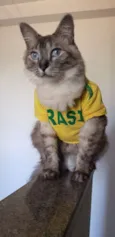 Zé 