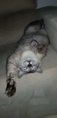 Zé 