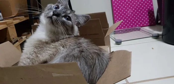 Gato raça Srd idade 3 anos nome Zé 