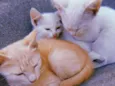 Max, Jhon e Snobell