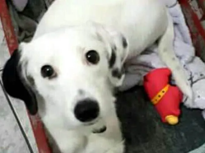 Cachorro ra a  idade 7 a 11 meses nome Pérola 