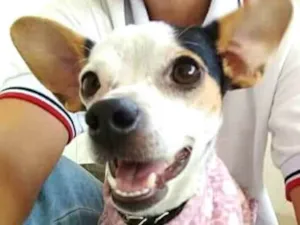 Cachorro raça  idade 3 anos nome Belinha 2
