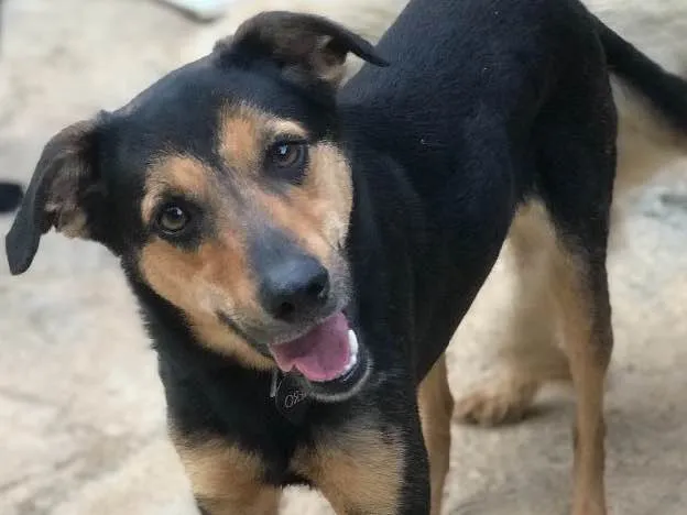 Cachorro ra a SRD idade  nome Nero