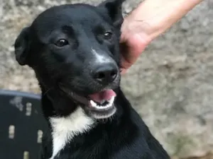 Cachorro raça SRD idade  nome Spike