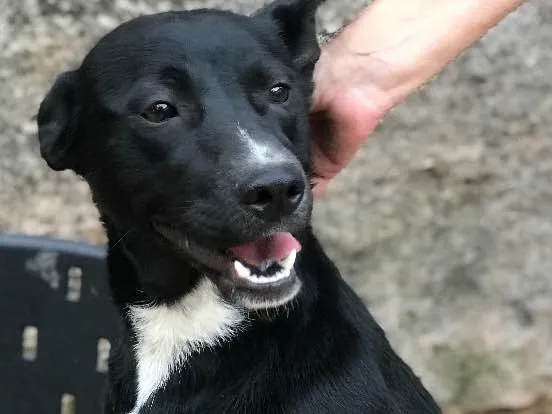 Cachorro ra a SRD idade  nome Spike