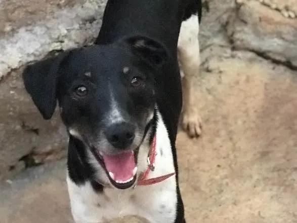 Cachorro ra a SRD idade  nome Biel