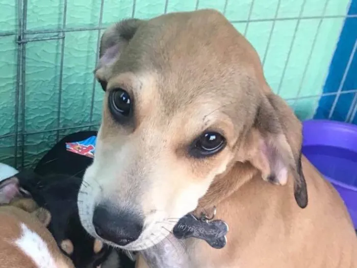 Cachorro ra a SRD  idade  nome Familia Vinicius