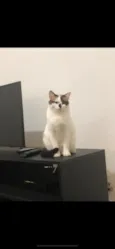 Pierre e frida