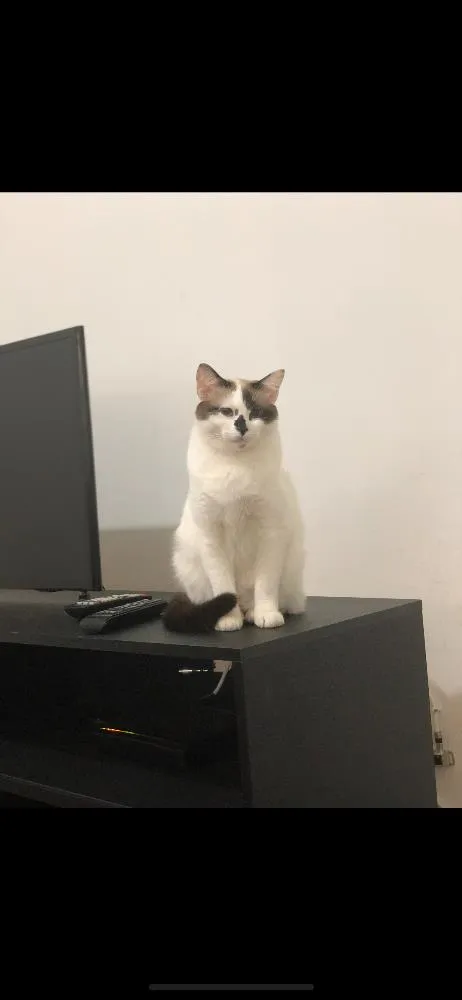 Gato ra a Vira latinha idade  nome Pierre e frida