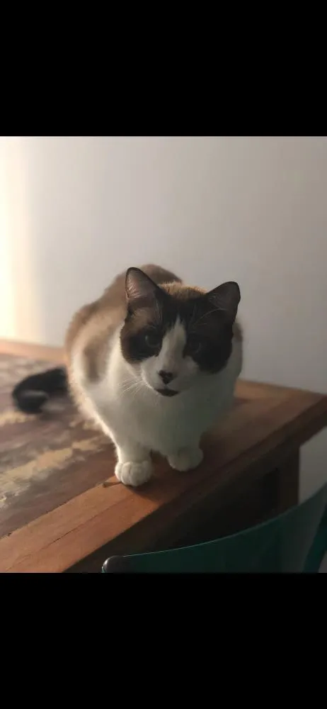 Gato ra a Vira latinha idade  nome Pierre e frida