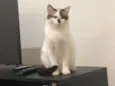 Pierre e frida