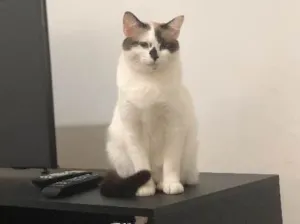 Gato raça Vira latinha idade  nome Pierre e frida