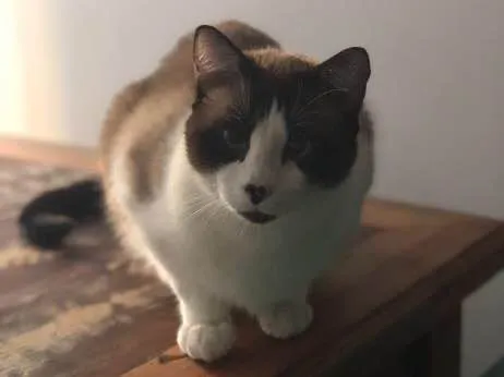 Gato ra a Vira latinha idade  nome Pierre e frida