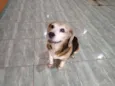 Cachorro raça Beagle idade 6 ou mais anos nome Freddy
