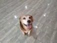 Cachorro raça Beagle idade 6 ou mais anos nome Freddy