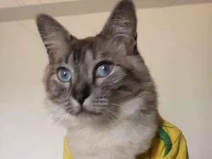 Gato raça Srd idade 3 anos nome Zé 