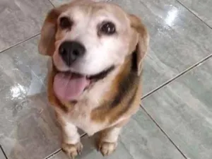 Cachorro raça Beagle idade 6 ou mais anos nome Freddy