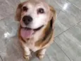 Cachorro raça Beagle idade 6 ou mais anos nome Freddy
