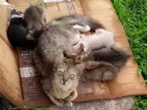 Gato raça Sem raça definida idade 2 a 6 meses nome Sem nome