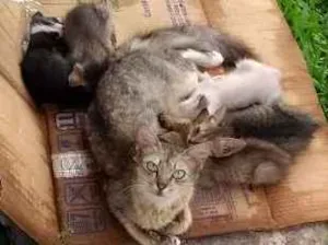 Gato raça Sem raça definida idade 2 a 6 meses nome Sem nome