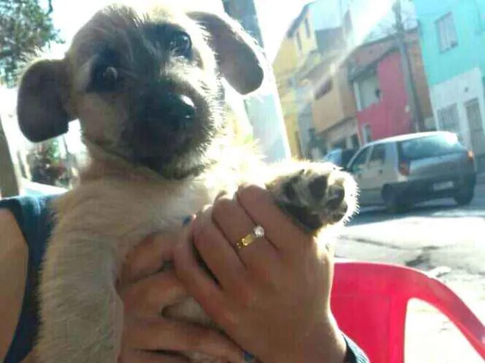 Cachorro ra a  idade 2 a 6 meses nome Pitoquinho 