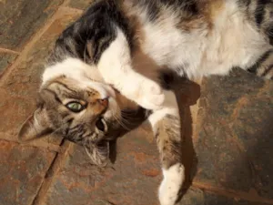Gato raça  idade 2 anos nome Tigresa