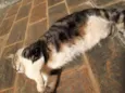 Tigresa