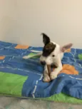 Alfredo
