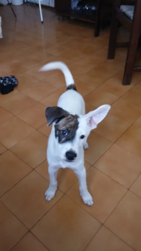 Cachorro ra a SRD idade 2 a 6 meses nome Alfredo
