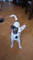 Alfredo