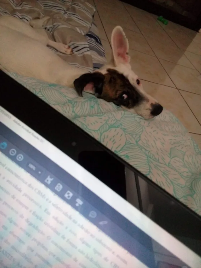 Cachorro ra a SRD idade 2 a 6 meses nome Alfredo
