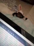 Alfredo