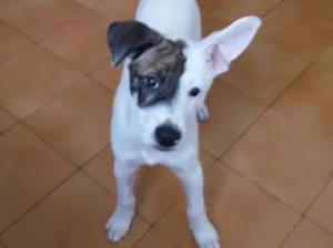 Cachorro raça SRD idade 2 a 6 meses nome Alfredo