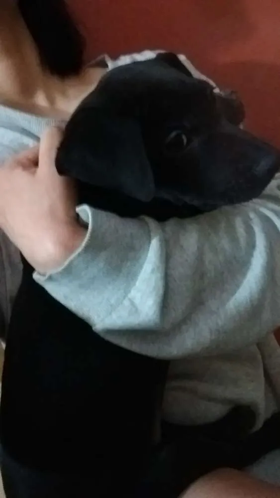 Cachorro ra a SRD idade 2 a 6 meses nome Ravena